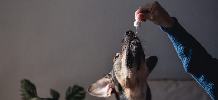 What are CBD Pet Treats?