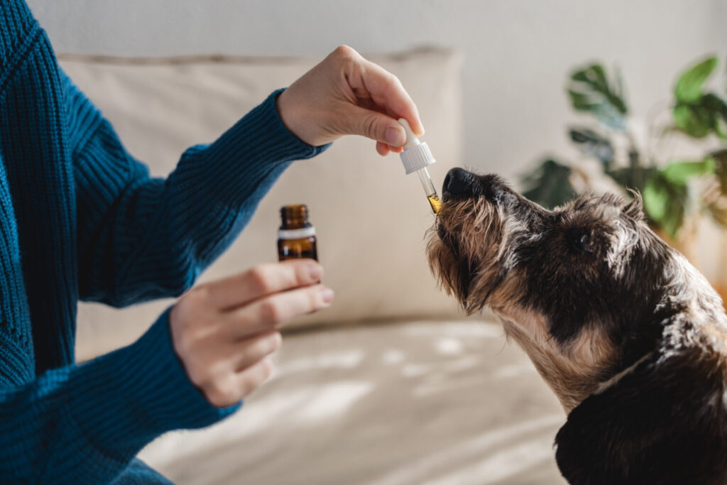 What are CBD Pet Treats?