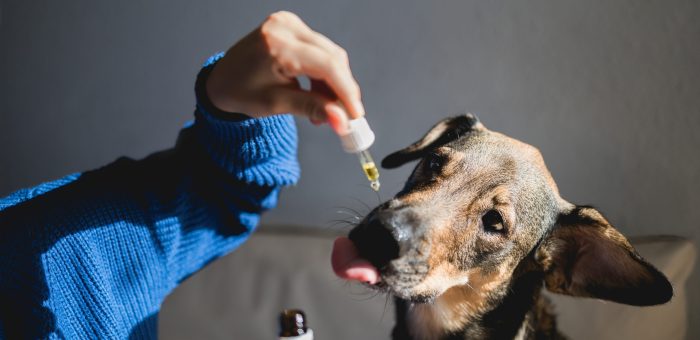 What are CBD Pet Treats?