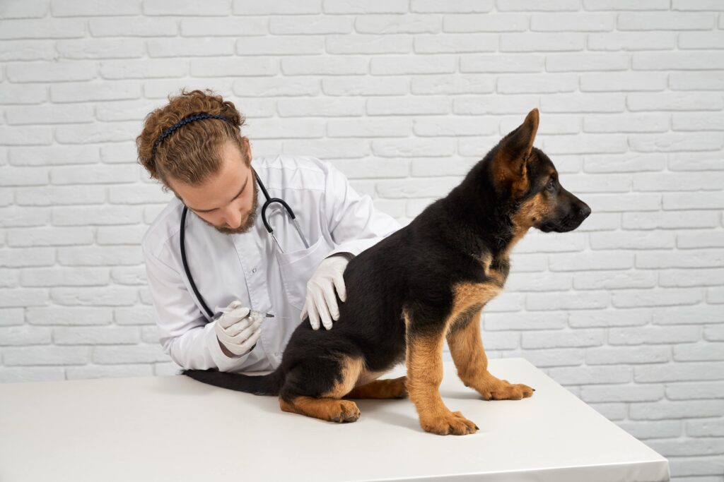 Promising Relief for Dogs with Arthritis and Hip Dysplasia with CBD Oil for Dogs