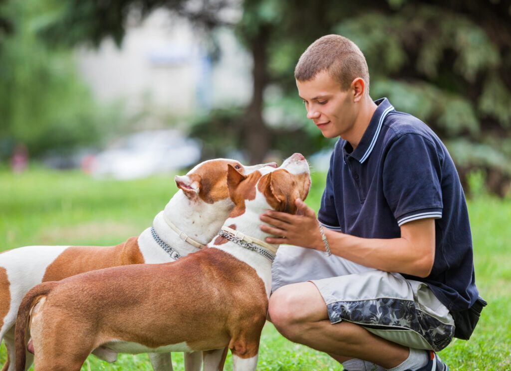 Alleviating Anxiety and Stress in Canine Companions