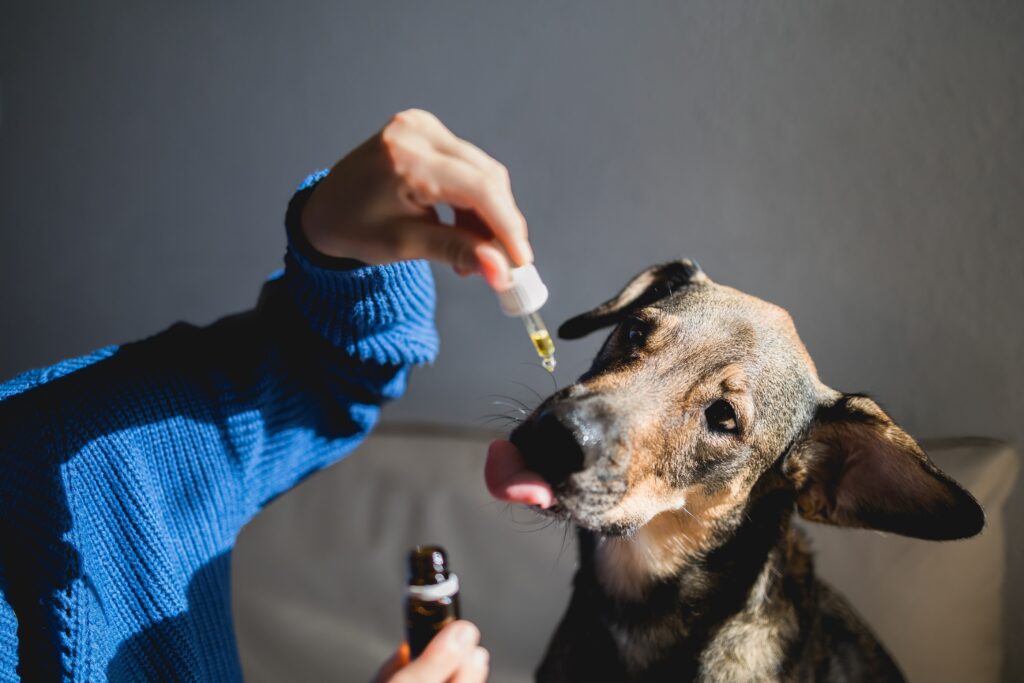 Can CBD Oil Get My Dog High?