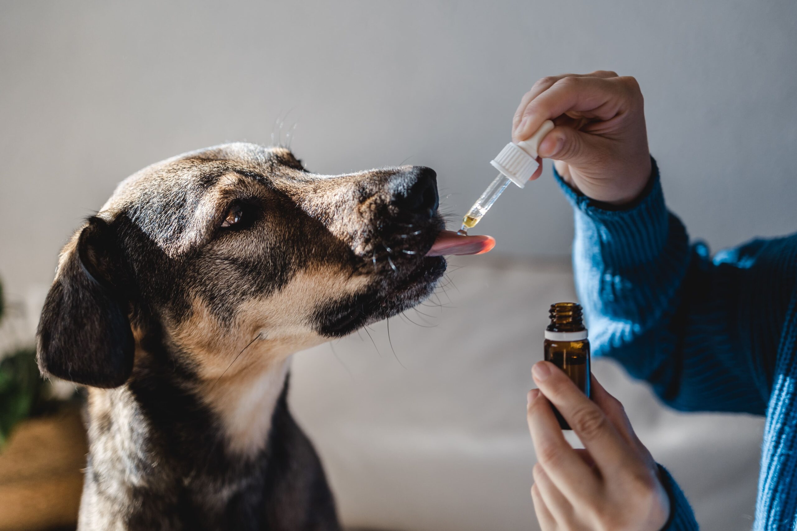 A Detailed Analysis of Benefits and Dosage with CBD Oils for Dogs