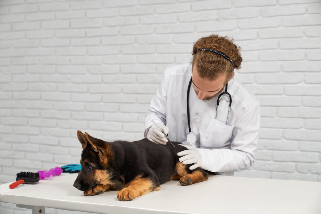 Promising Relief for Dogs with Arthritis and Hip Dysplasia with CBD Oil for Dogs