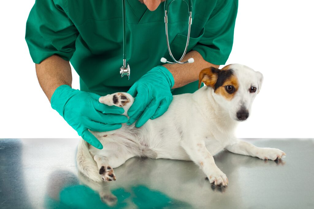 Promising Relief for Dogs with Arthritis and Hip Dysplasia with CBD Oil for Dogs