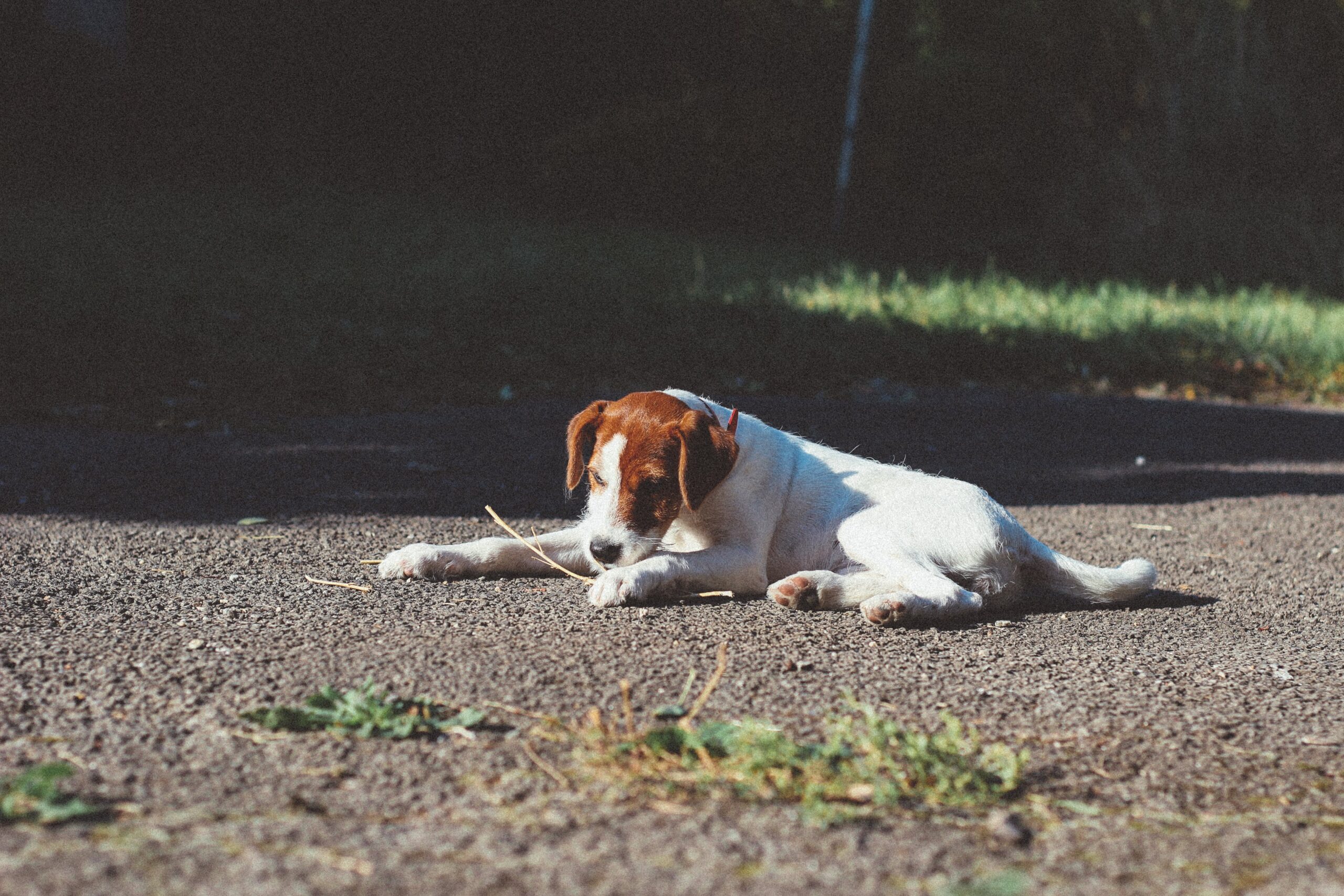 Can CBD Oil Get My Dog High?